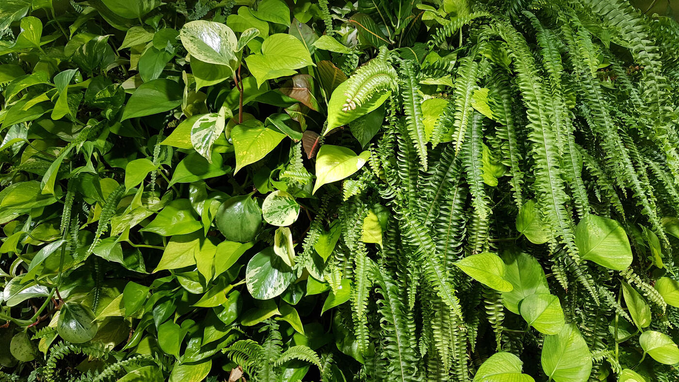 greenwall